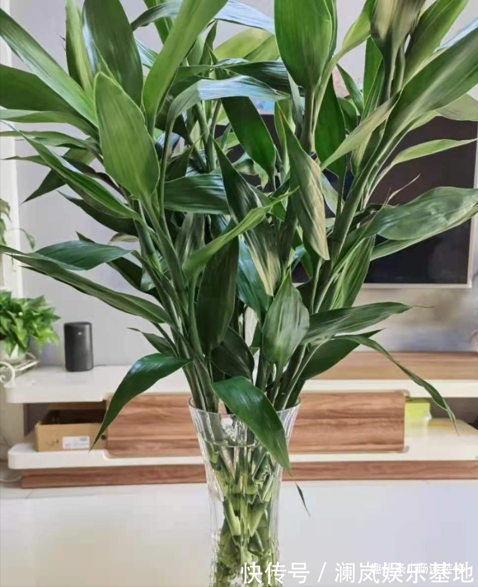 长寿花|养坏了几十盆花，才总结出来的避坑心得，养花新手看这篇就够了
