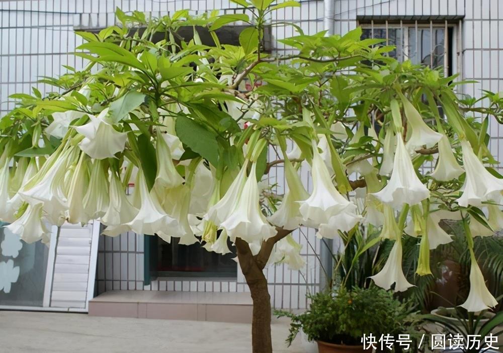 有些“网红花”,都带“毒性”,瞪大眼睛看清楚,别瞎买