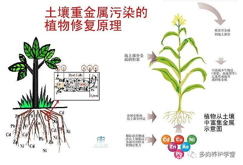 最全多肉养护法!十足干货!自己收藏就不用问别人啦!