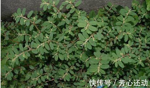 药用价值|“吃得马齿苋,到老无病患”,被称长寿菜的马齿苋,有哪些好处