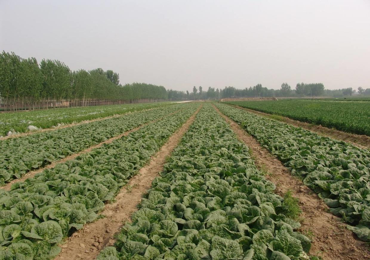 娃娃菜如何选种，专家教您娃娃菜种植技术，夏日烧烤娃娃菜上桌