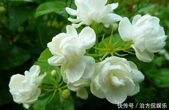 茂密|盆栽茉莉花如此施肥,长得枝叶非常茂密,花开一茬又一茬!