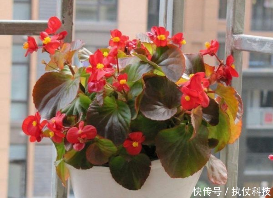 3种“垃圾”用来养花,不黄叶烂根,花卉蹭蹭长,花开满枝!