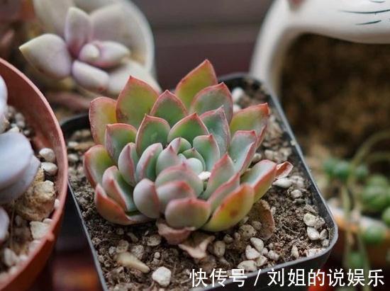 铺面石|多肉植物怎么上盆,做好这几件事,服盆快速植株健康
