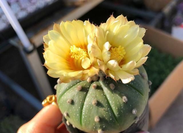 想让仙人球开花,就靠一个“虐”,憋出一窝花芽,养成繁花小老桩