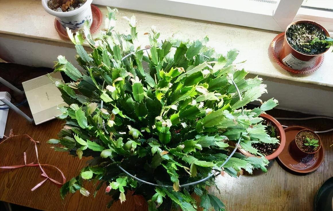 冷天,蟹爪兰有5怕,避开才能长满“钢片叶”,一年比一年开花多