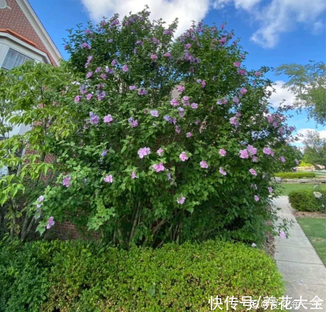 16种特长寿的植物，养十年以上，那都算年轻