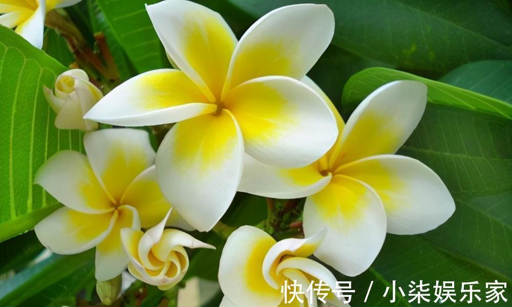 什么属相养什么“花”,一看就明白,看看你养对了吗