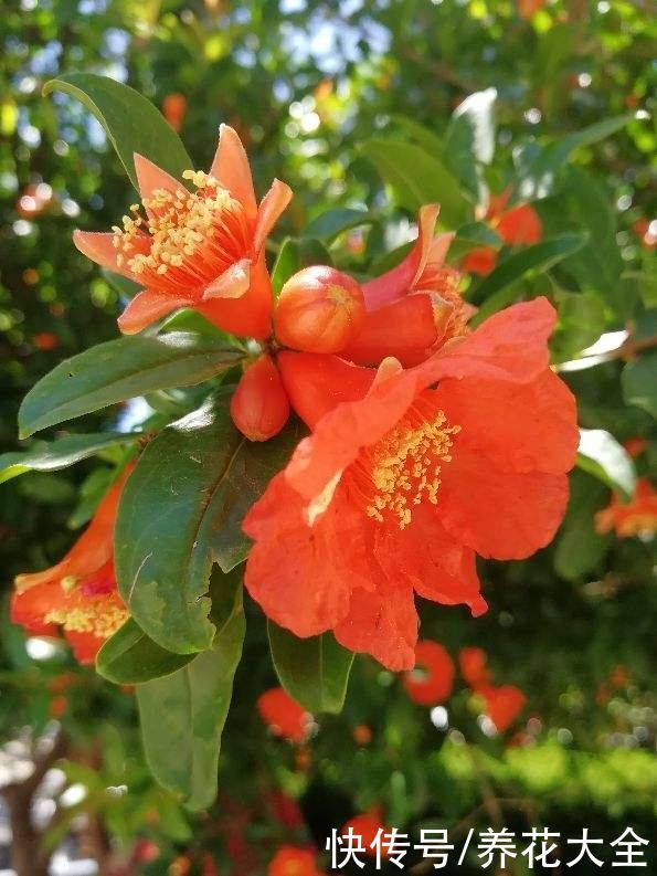  石榴花|12种幸运花，你是几月出生，最旺你的花就是那它
