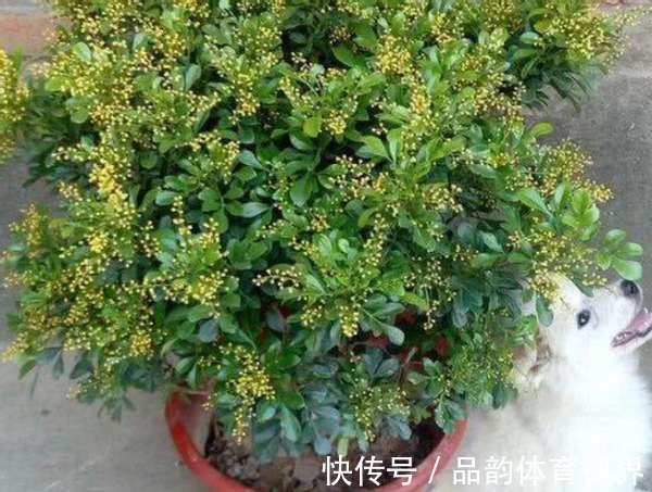 追肥|怕盆栽土硬邦邦，浇水追肥时就用它们，不仅变软了，而且肥力十足
