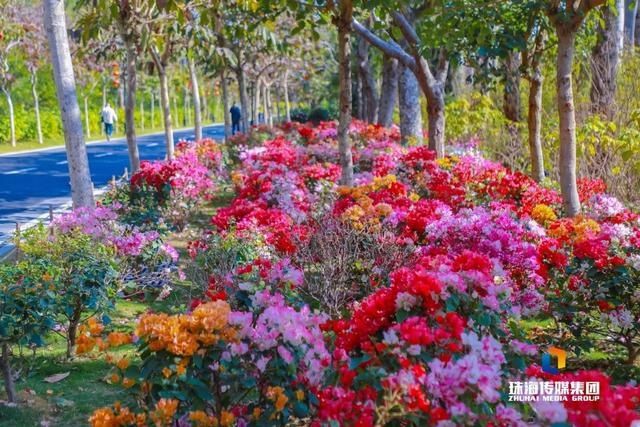 太养眼！茶花廊道、波斯菊花海、勒杜鹃廊道…海天公园上新啦