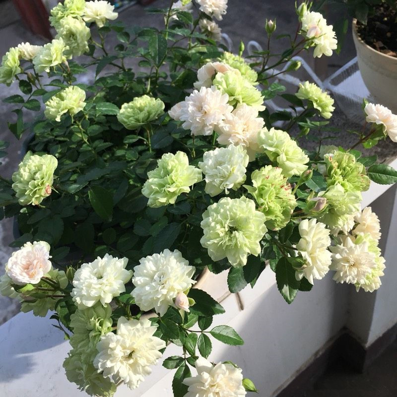 此盆栽有“开花机器”之称，全年开花，花多易爆盆，好看又好养！