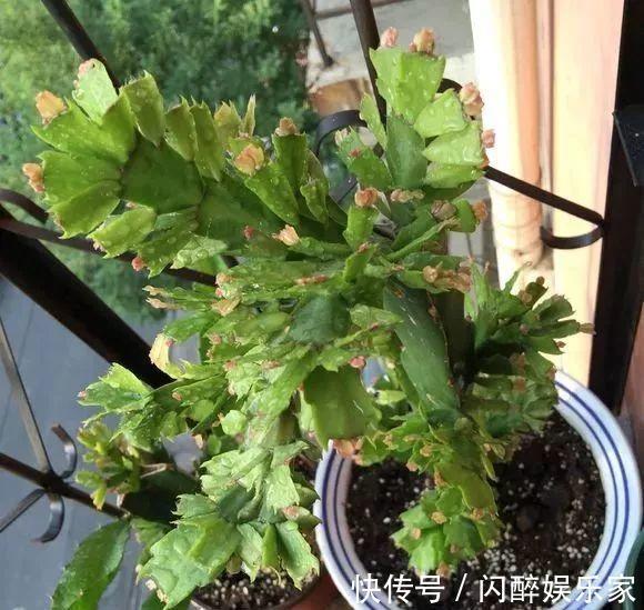 有机肥|让蟹爪兰多开花现在就得“多出芽”,教你做“3步”,能开100朵