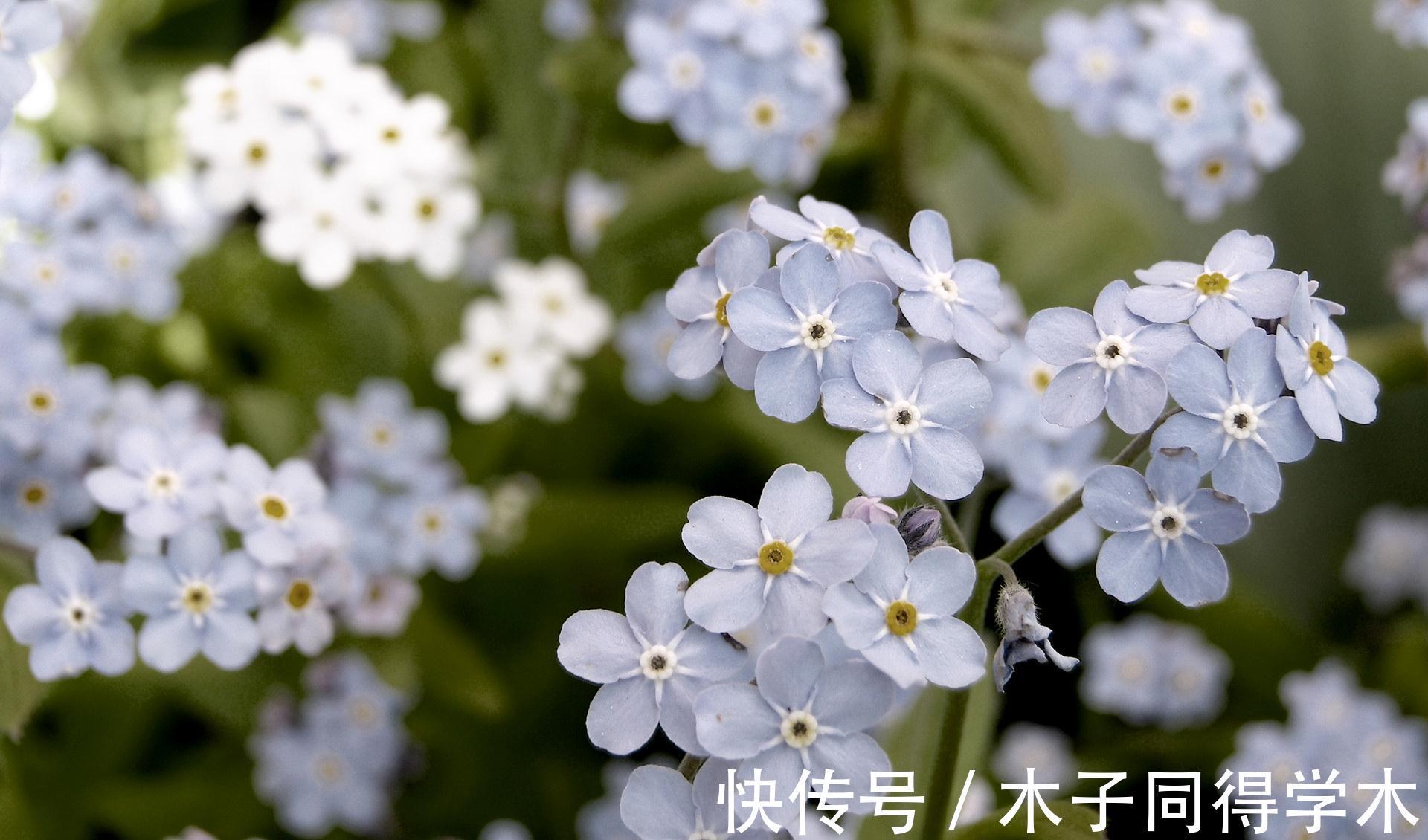 养护|养花试试这几款,养护得当,条件适宜,不管什么季节都可以开花