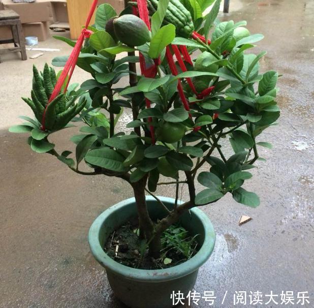 盆栽花草不能养成这3坏习惯！不然植物长不旺，花卉迟迟不开花
