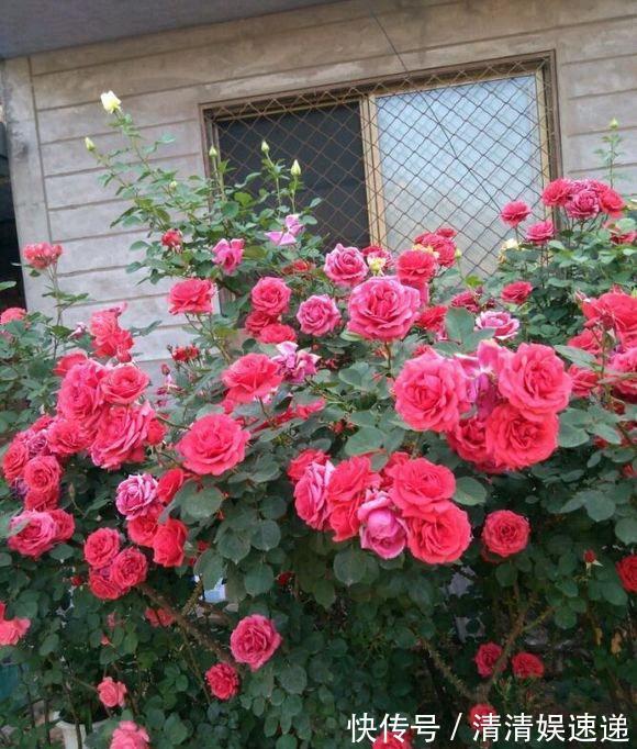 切口|月季花败后，“三动作”修补下，复花速度快，长势更欢快
