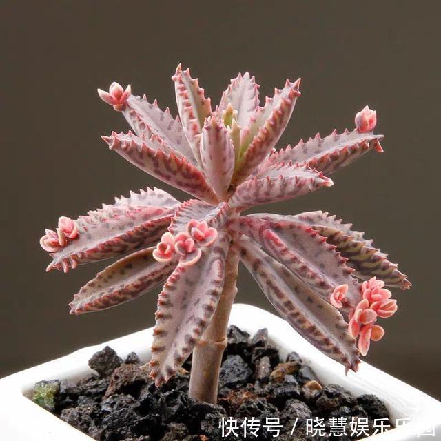 九种“养不死”的花,绿萝只能排最后一名,再养不活只能买假花了