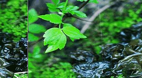農村人都在吃的野菜，用于感冒，咳嗽，胃痛，腹脹，神經性頭痛