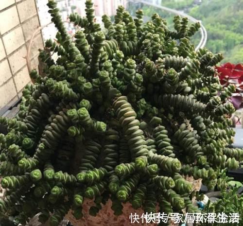 喜欢多肉就选这3款，好看又好养，最易长成高价老桩，适合新手！