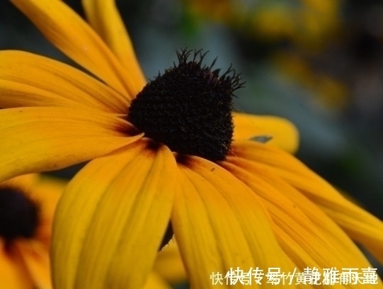 蹭蹭|这三种垃圾千万不要扔，用来养花有大作用，养啥都能蹭蹭长不停