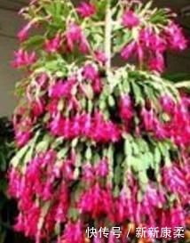 婆婆给家里的蟹爪兰剪两下,花开的看不见叶子,家人看傻眼