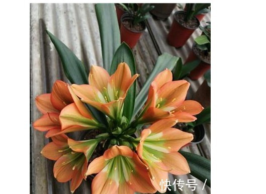 浇灌|淘米水,啤酒水靠边站,以下几种水浇花,君子兰水灵灵、花多多