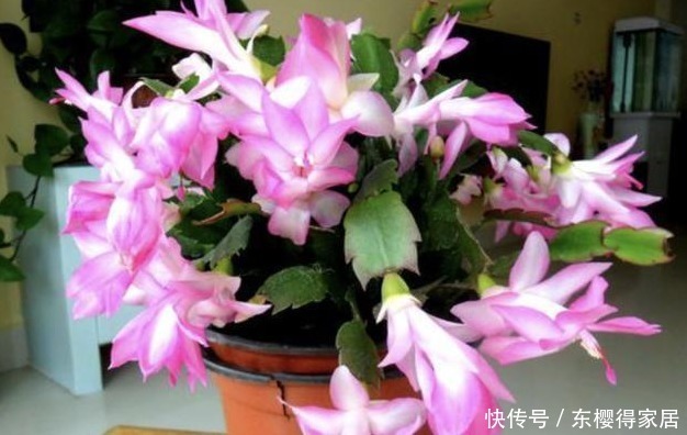 常收集树皮、草木灰养花,省钱又高效,还能多点乐趣