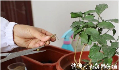 扦插|茉莉花最简单的繁殖方法，一个枝条就可以繁殖几棵，一学就会