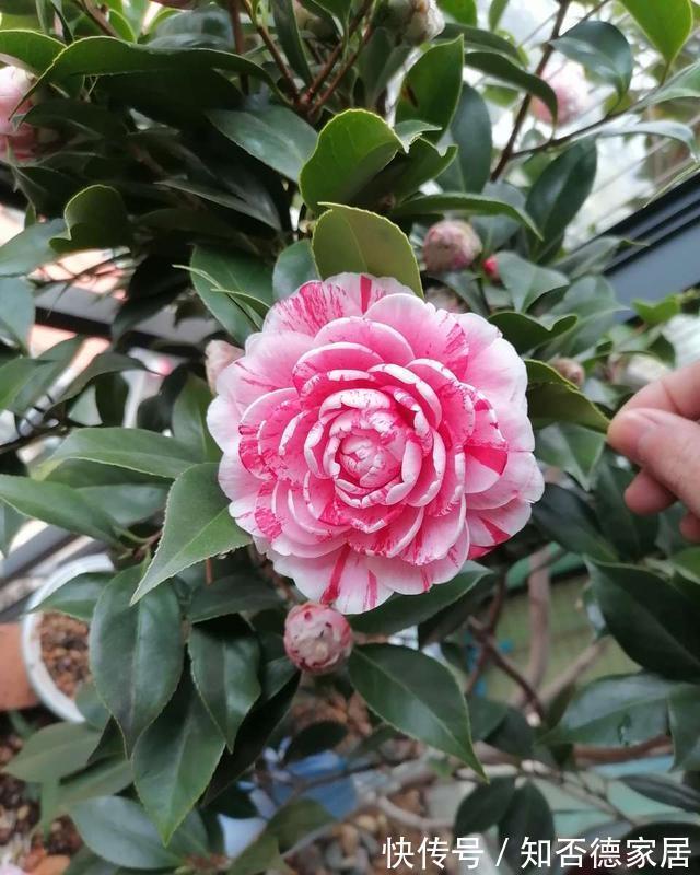 秋天养茶花,避开四怕,不黄叶不掉苞,年年开花