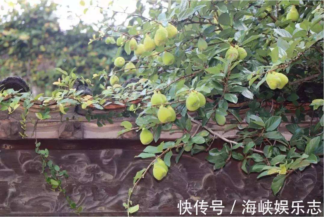 城里人|挂在树上的“天然果冻”,农村小孩最爱吃,00后却不认识