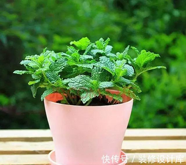 薄荷属|薄荷盆栽最近火了，那么该如何养护呢，有些要注意