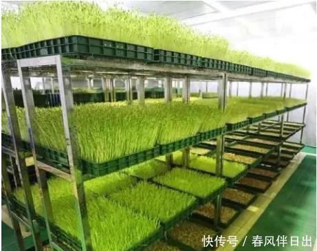 冬天也能快速收获的蔬菜,放在阳光下喷点水,七天就能吃一次