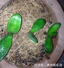 草木灰|不花钱的“肥料”遍地都是，捡回家养花，花盆抓一把，砰砰开爆盆