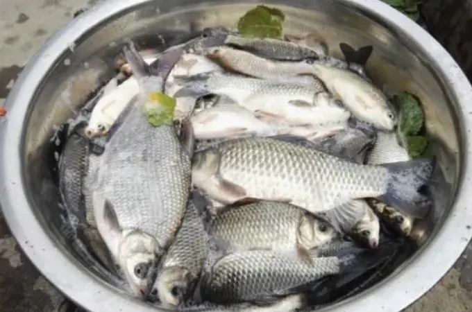 天气变冷,学会这钓法你就偷着乐吧!中鱼率高,钓上的板鲫巴掌大