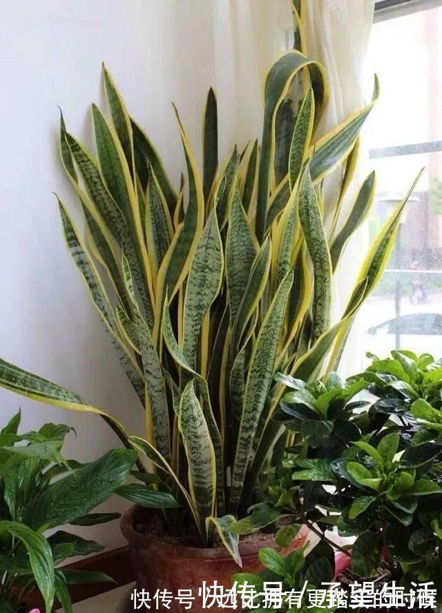 新叶|3种“大气花”越热越长个,新叶呼呼窜,室内百搭花,越长越高雅
