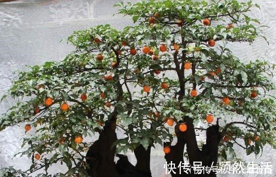 金弹子|“值钱”的2种花,放家里养,越来越“富有”,第2种能卖上万!