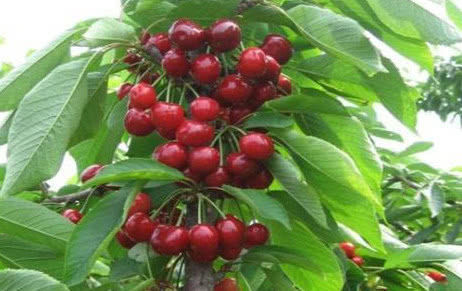 好吃|在家种“车厘子”,漂亮好吃,结果量大,果子挂满树,够全家吃