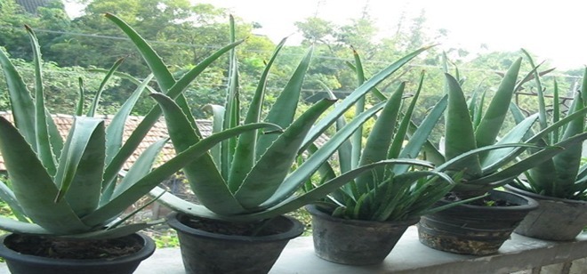 皱纹|女人怕老就多吃此食物,延缓衰老、减少皱纹,你今天吃过了吗