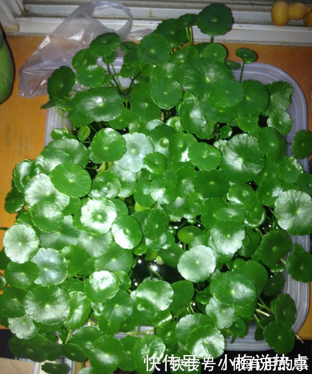 金钱树|4种“招财花”,家里各养1盆,旺运又招财,日子越过越好