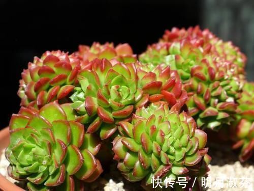 多肉阳台党终于放弃了蒂亚，因为遇见了篝火，颜色火红皮实好养