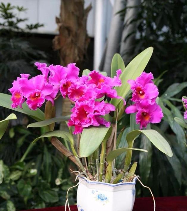 各种兰花对湿度的需求量,教你这样判断和调整的,很简单!