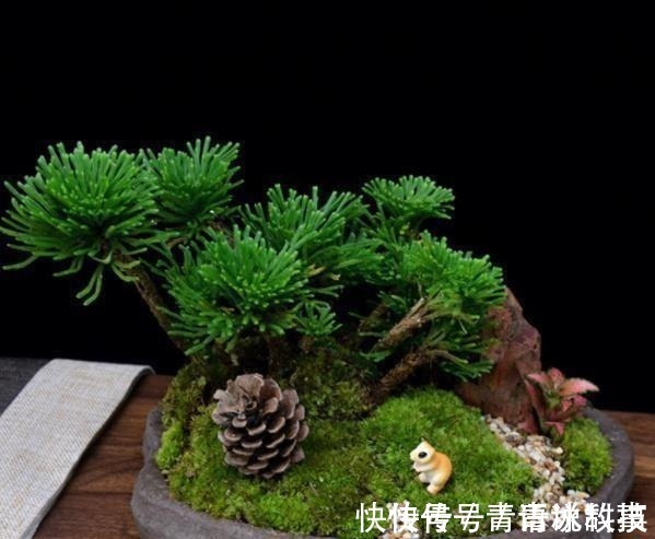 老桩|5种不起眼的小盆栽,价格便宜养护简单,越养越精贵,适合新手