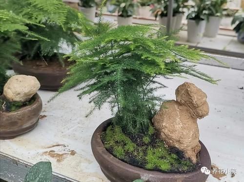 云片松|怎样让文竹保持低矮造型?在养护时,只需给它做这几件事