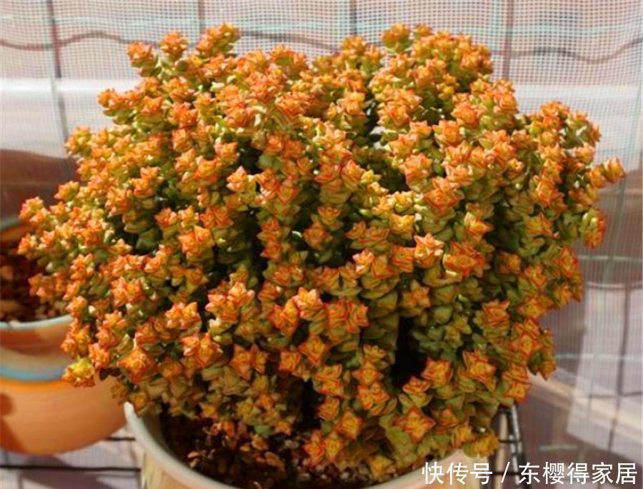 普货多肉|1种多肉爱爆盆,精致火红很喜庆,做好5个基本点,10天颜值逆袭