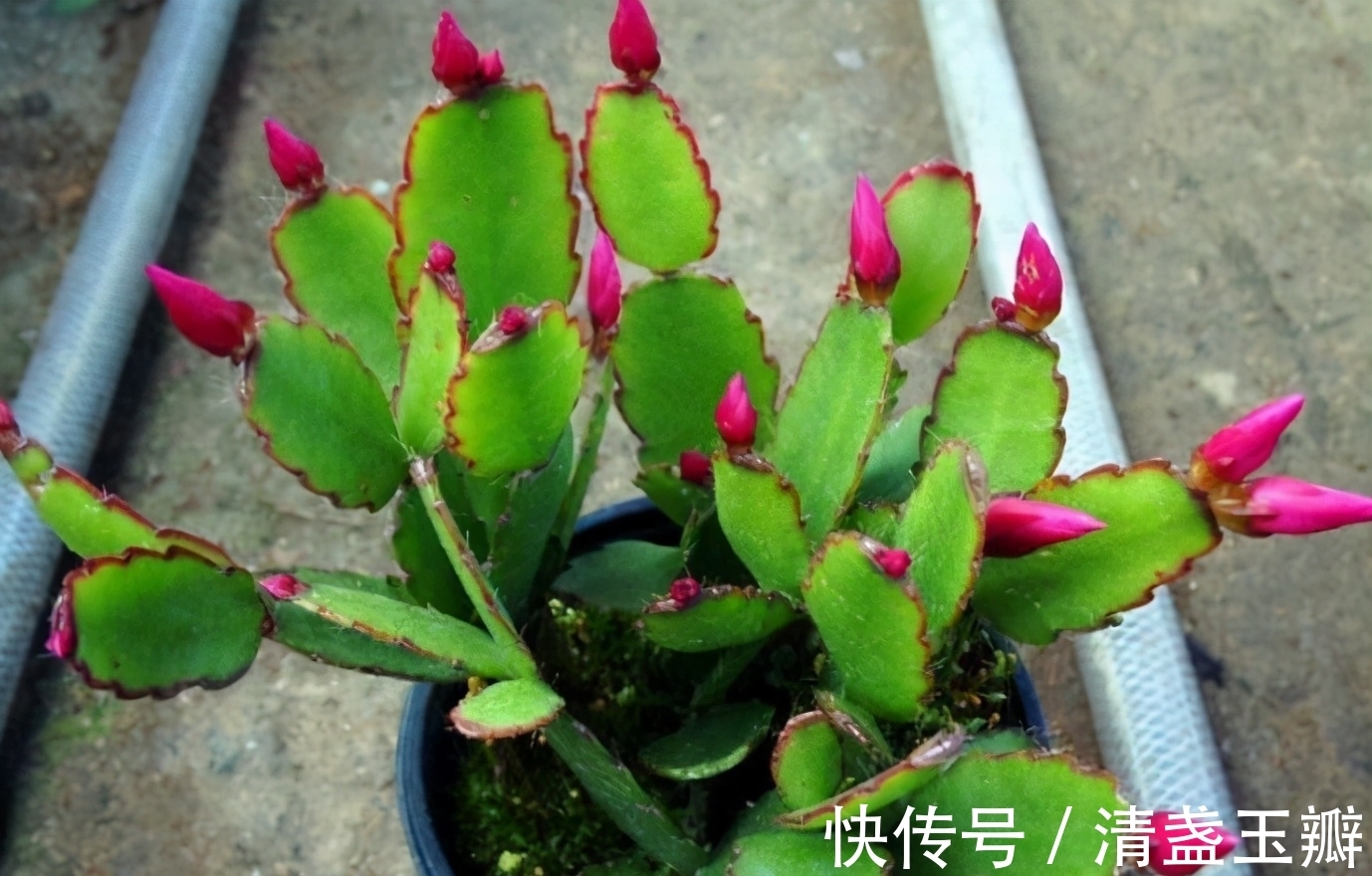 叶仙|3种“蟹爪兰”想要嫁接,砧木要选对,后期长势旺,才能多开花