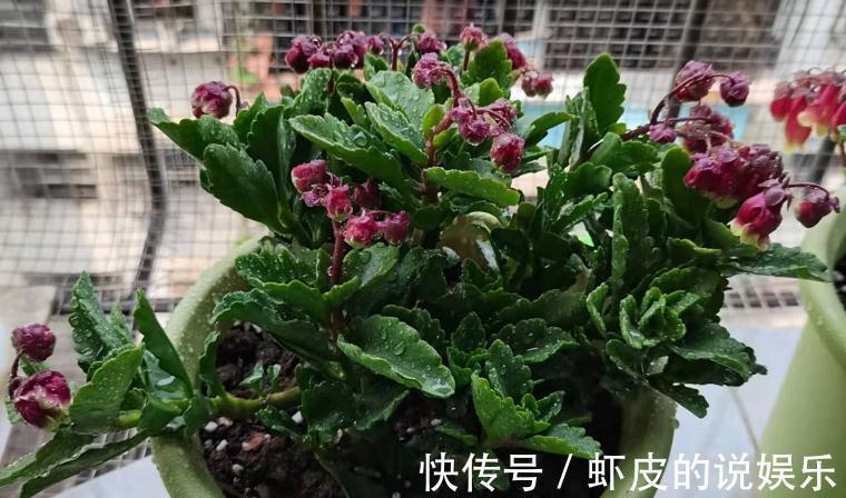 花友们|养年宵花宫灯长寿花，盆栽打理好这些，过年开花特“热闹”