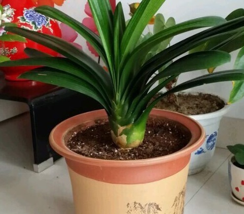 花盆里放一个小玩意,盆土常年透气不板结,盆栽长得壮开花多