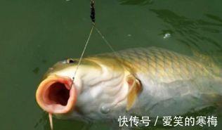 气压|夏季如何钓鲤鱼？只要找对方法，偶尔爆护并不难