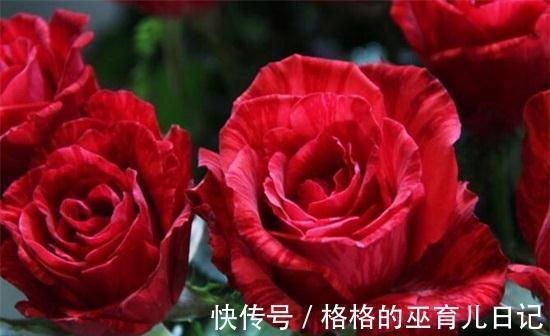 八宝景天|养花试试这几款,剪掉多余的枝子,多晒太阳,就能开出完美的花