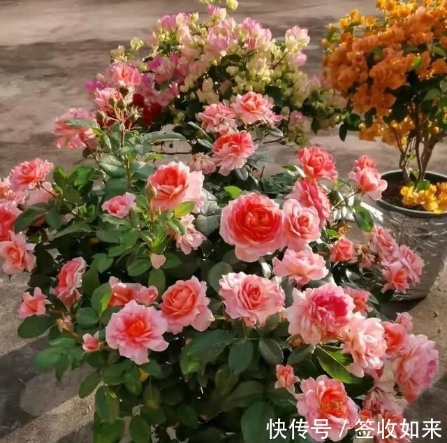 发黄|20种花卉的20个常见问题，养花人必看